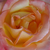 Galben - roz - Trandafir teahibrid - Emeraude d'Or